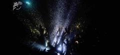 Coral Spawning Guided Night Dive