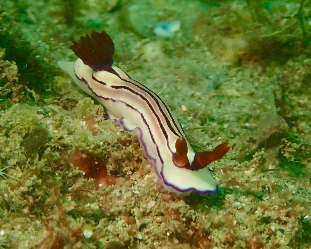 Nudibranch Ecology Dive