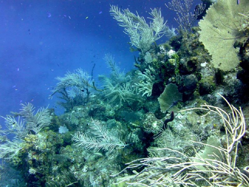 SSI Open Water Course with Reef Trip