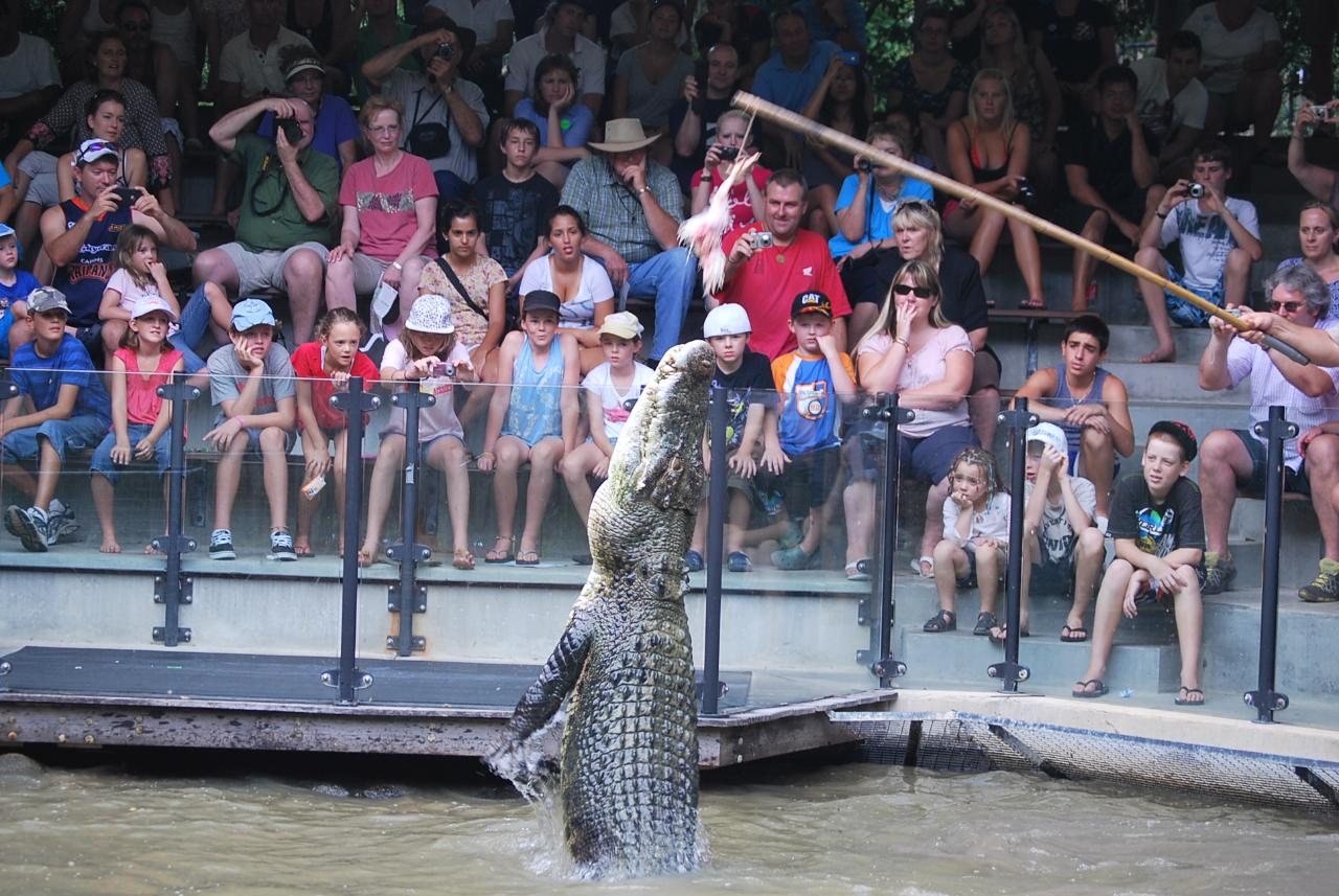 Port Douglas to Hartley's Crocodiles