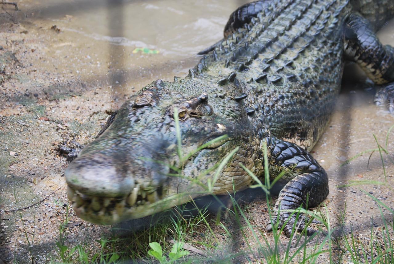 Port Douglas to Hartley's Crocodile Adventures