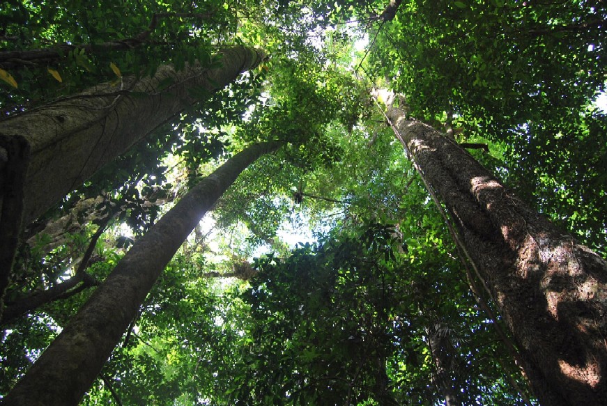 Port Douglas to Daintree Tropical Rainforest.  Full Day Guided Tour