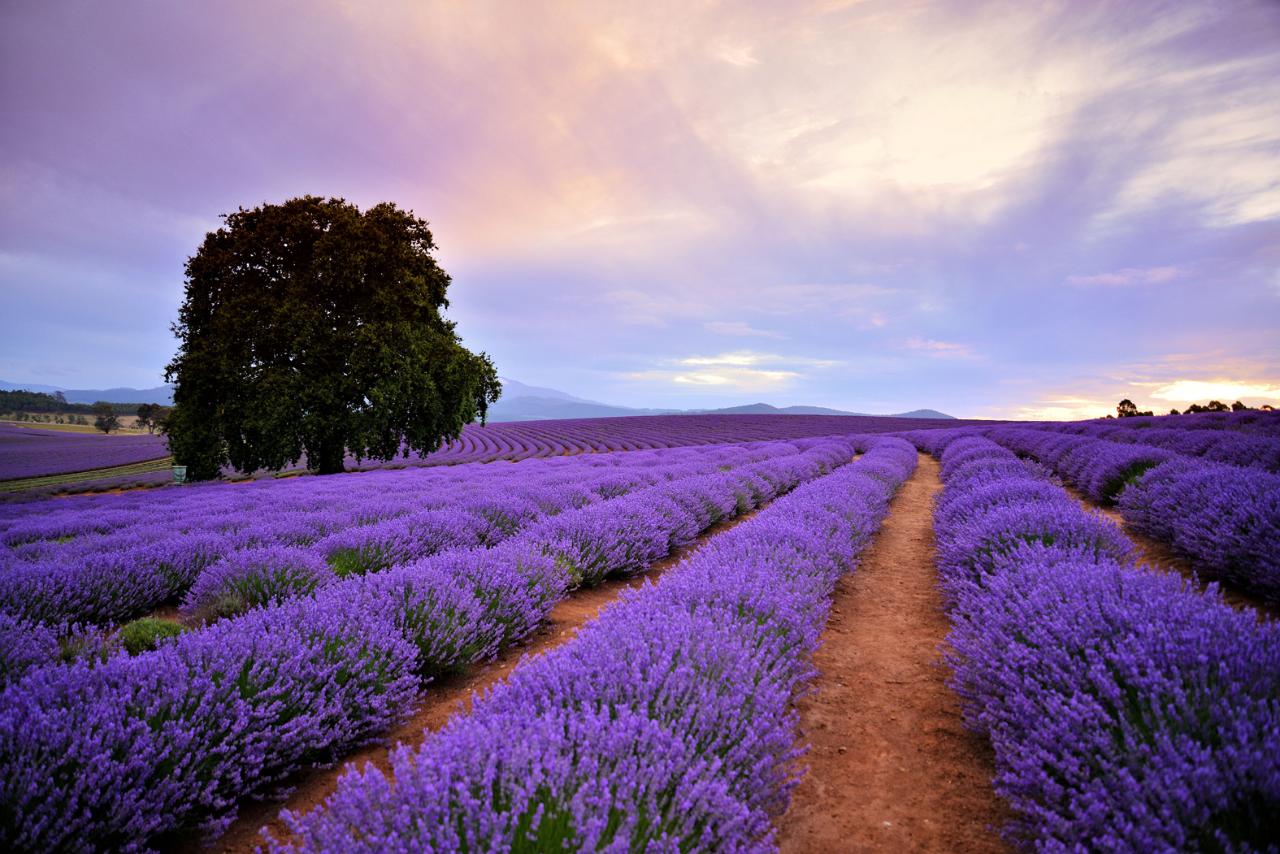 Prestige Tours - Bridestowe Lavender Farm