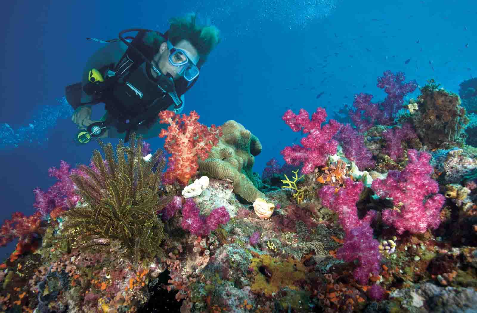 Gold Coast Snorkeling & Diving Tourism Town The Tourism Marketplace