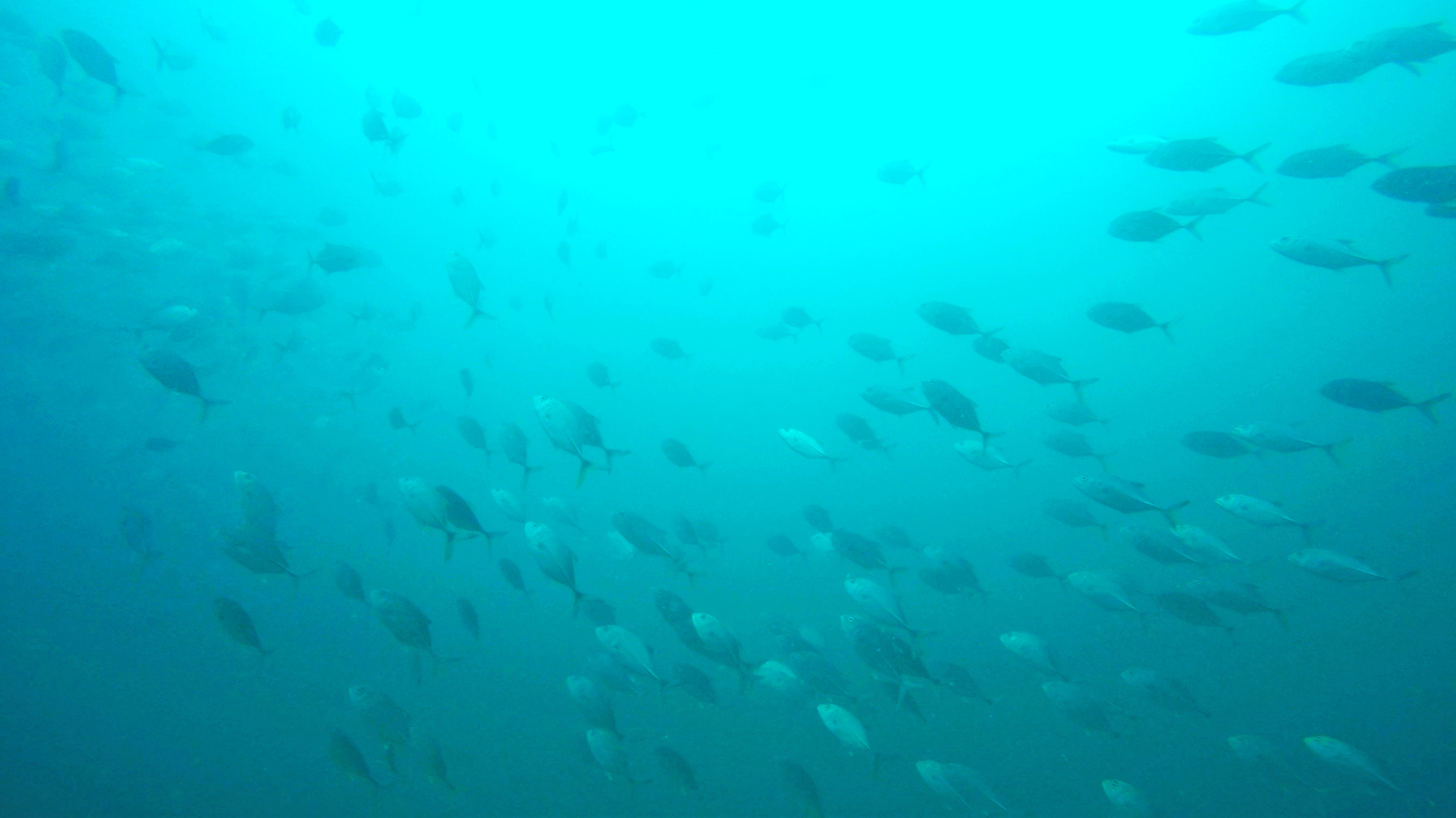 Introductory Scuba Dive