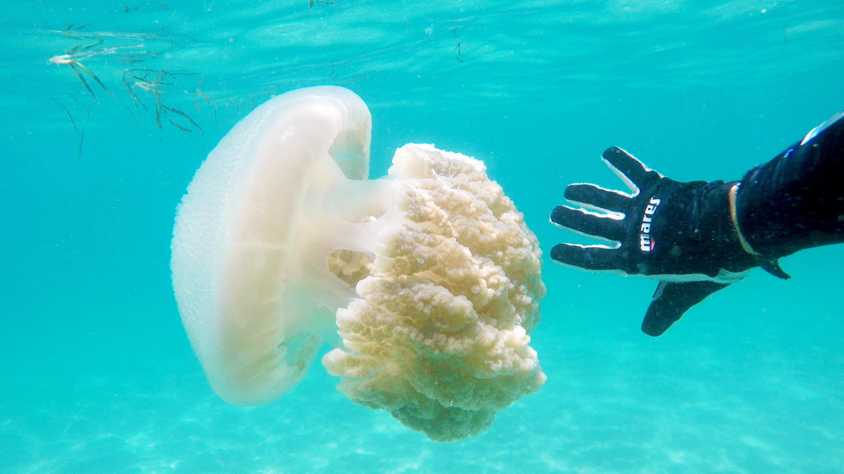 Introductory Scuba Dive