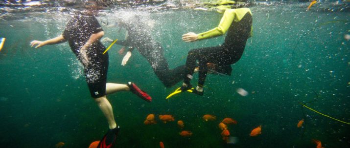 Snorkel Rentals with Wetsuit
