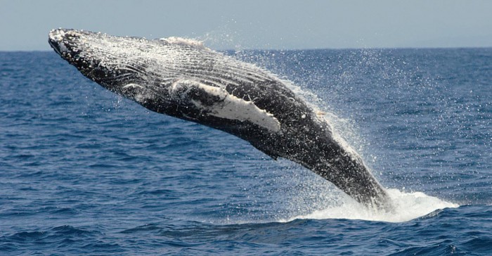 San Diego Whale Watching