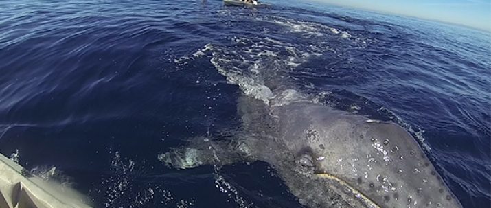 Whale Watching Kayak Tour