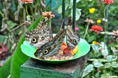 Butterfly Garden 