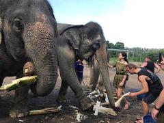 Elephant Sanctuary Tour