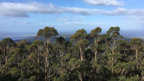 kunanyi/MT WELLINGTON EXPLORER BUS: ONE-WAY Tasmania Australia