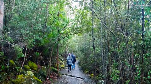 kunanyi/MT WELLINGTON EXPLORER BUS: ONE-WAY Tasmania Australia