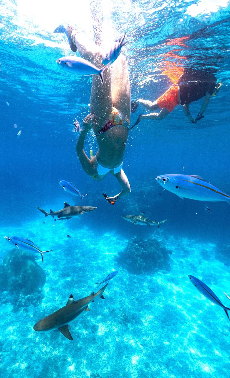 Snorkelling with Reef Sharks 8am & 11am for Barefoot Kuata Island Resort guests