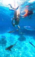 Snorkelling with Reef Sharks 8am & 11am for Barefoot Kuata Island Resort guests