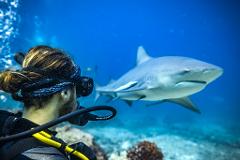 The Awakening Shark Expedition