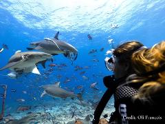 The 'Awakening Shark Dive' Fiji Day Cruise.