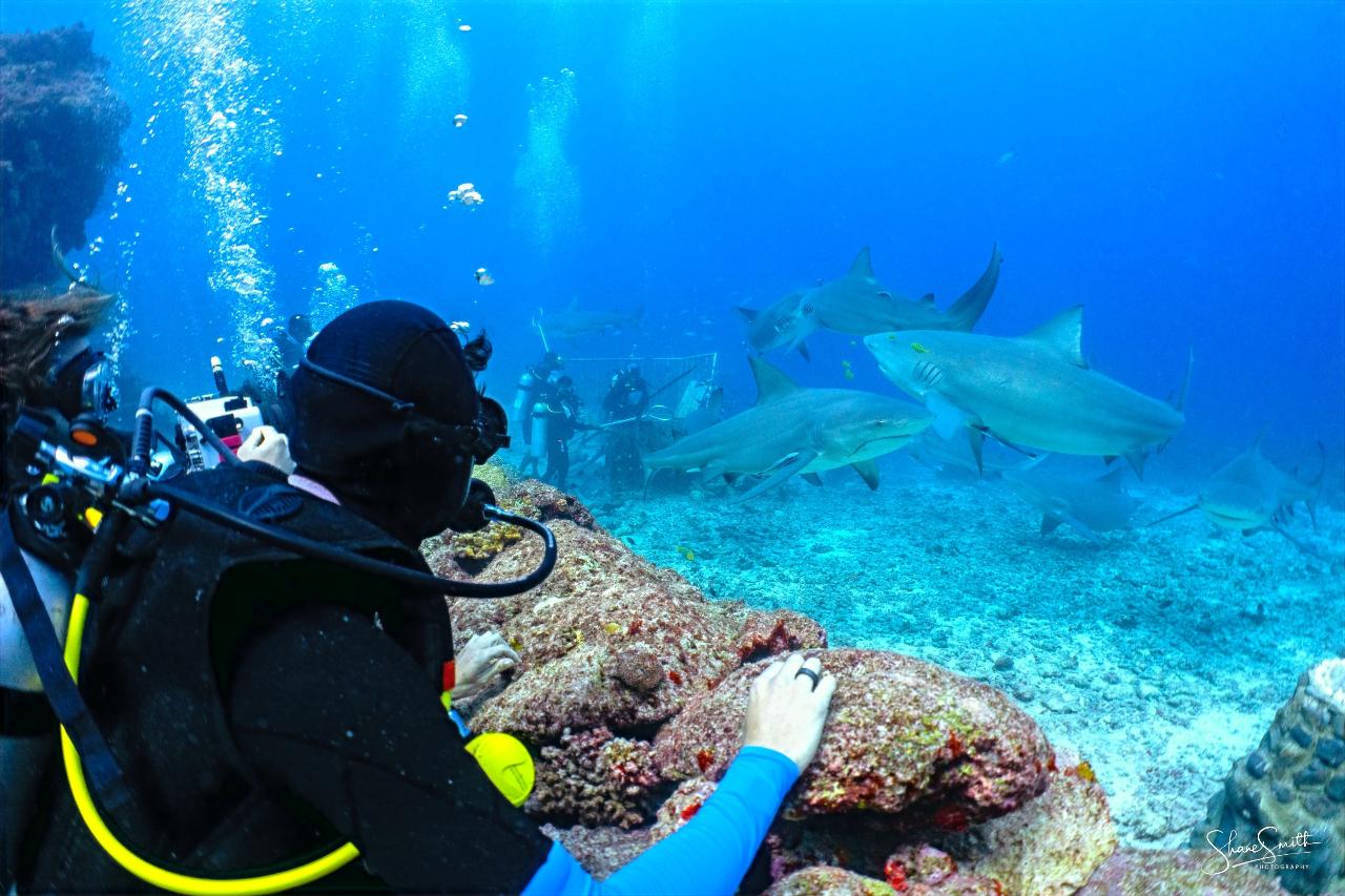 The 'Awakening Shark Dive' Fiji Day Cruise