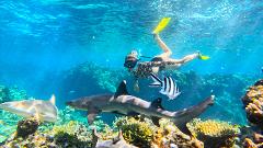 Snorkelling with Reef Sharks Day Cruise.