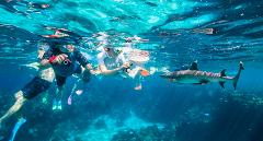 Barefoot Kuata Shark Snorkel Day Tour 23/24