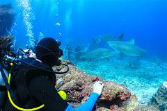 Awakening Shark Dive 8am (Certified Divers Only)