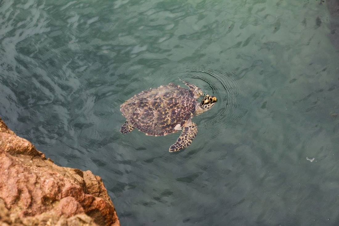 1770 Castaway Day Trip