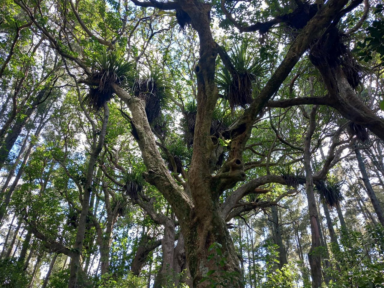 Hidden Rainforests of Auckland
