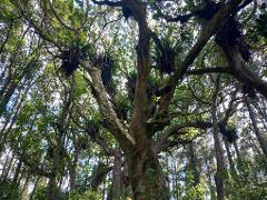 Hidden Rainforests of Auckland 