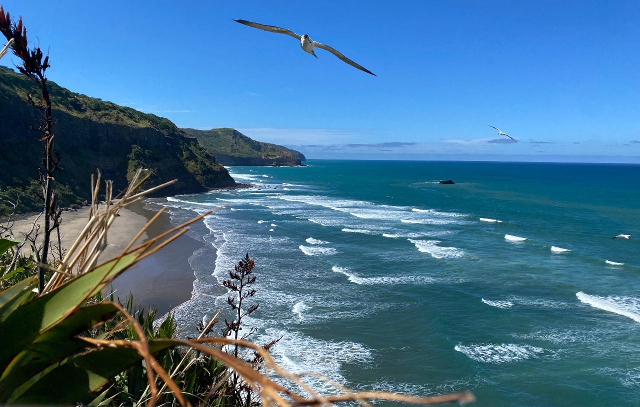 Black sand beaches & birds Auckland sightseeing tour