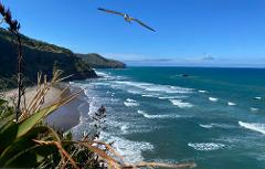 Black sand beaches & birds Auckland sightseeing tour