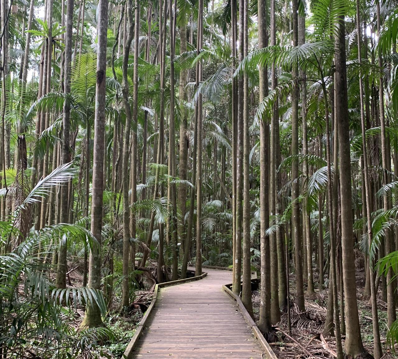 Glass House Mountains & Rainforest Day Tour from Brisbane