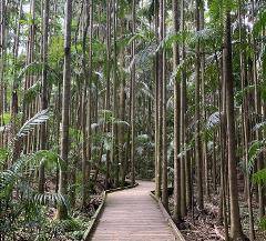 Glass House Mountains & Rainforest Day Tour from Brisbane