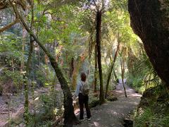 Hidden Jungles of Auckland 