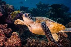 Double Dive: Mooloolaba Reefs (max 18m)
