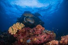 Double Dive: Mooloolaba Coral Reefs (DEEP: 18-35m) 