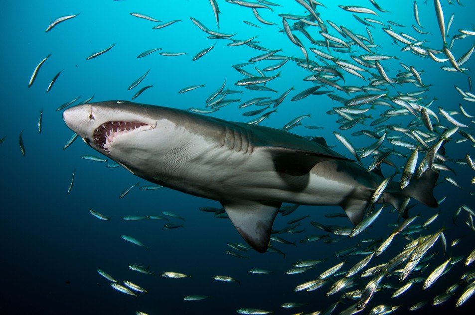 Double Dive: Grey Nurse Shark Dive (max 18m)