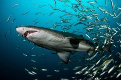Double Dive: Grey Nurse Shark Dive (max 18m)