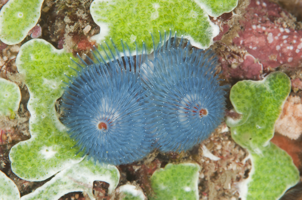 Double Dive: Mooloolaba Coral Reefs (DEEP: 18-35m) 