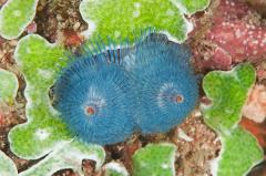 Double Dive: Mooloolaba Coral Reefs (DEEP: 18-35m) 