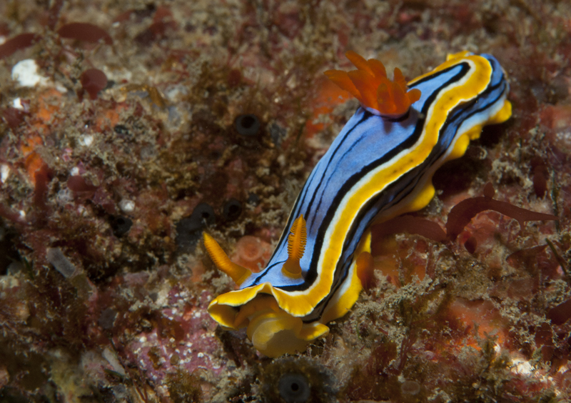 Gift Voucher - Single Dive on Mooloolaba Reefs