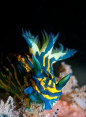 Double Dive: Mooloolaba Reefs - max 18m