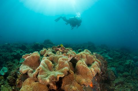 Double Dive: Mooloolaba Reefs - max 18m - Scuba World Reservations
