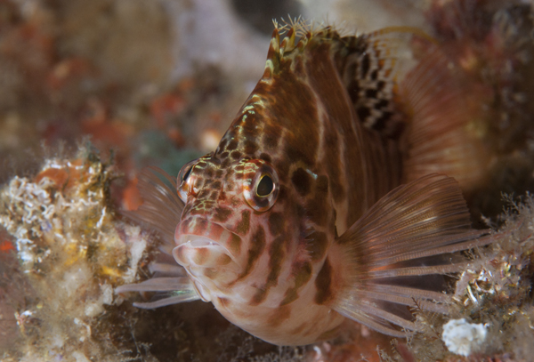 Single NIGHT Dive: Mooloolaba Reefs