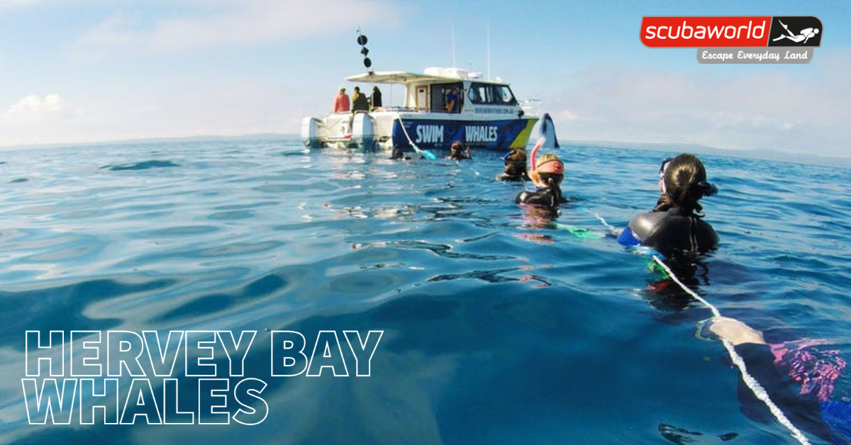 Hervey Bay | Whale Watching/Swimming: 11th Aug 2024