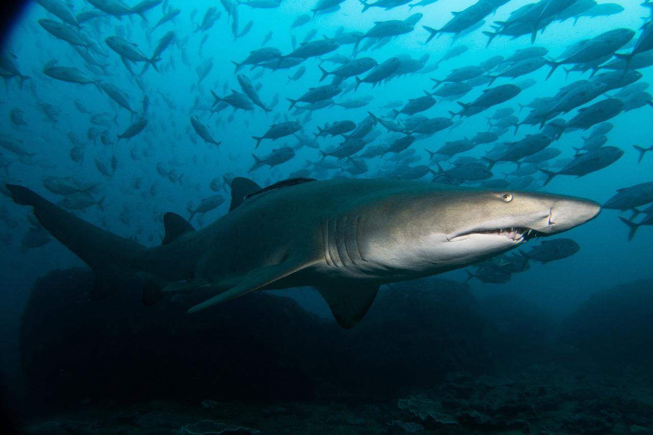 Double Dive: Grey Nurse Shark Dive (max 18m) - WEEKENDS