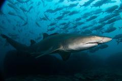 Double Dive: Grey Nurse Shark Dive (max 18m)