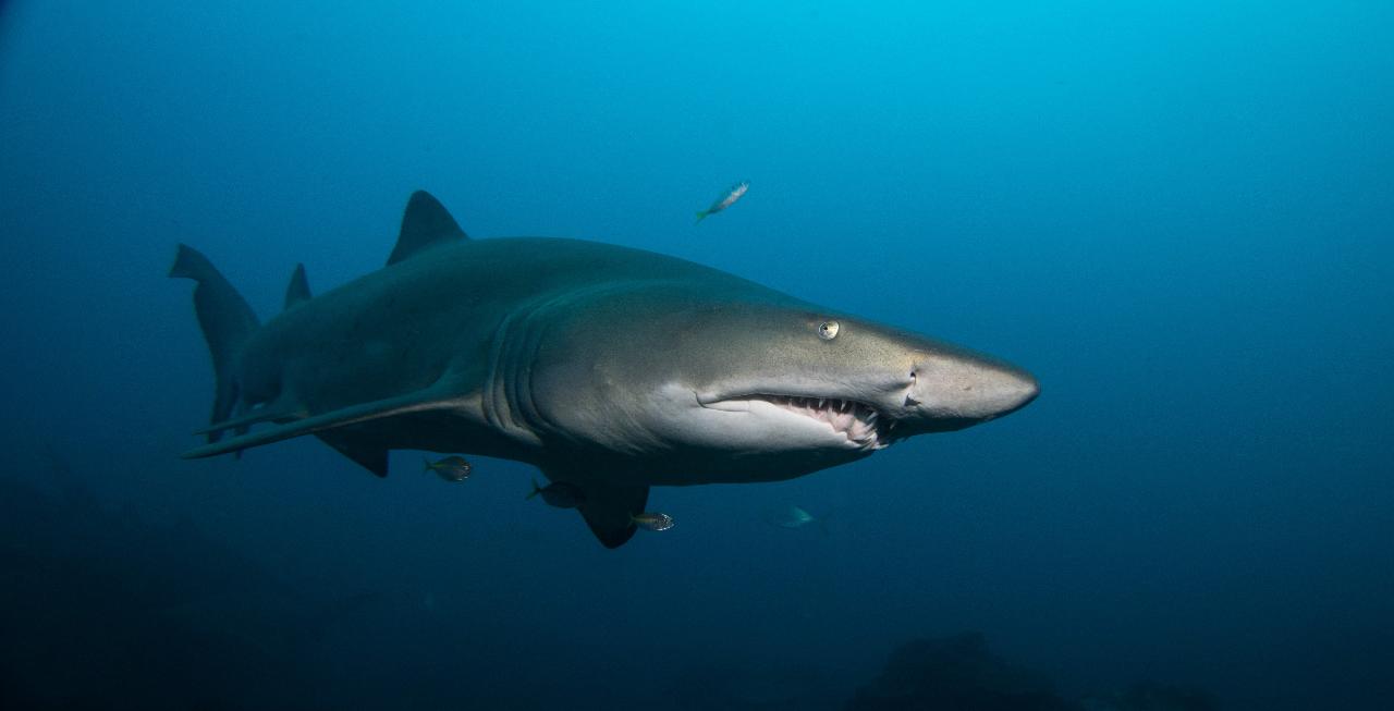 Double Dive: Grey Nurse Shark Dive (max 18m) - MID-WEEK - Scuba World ...