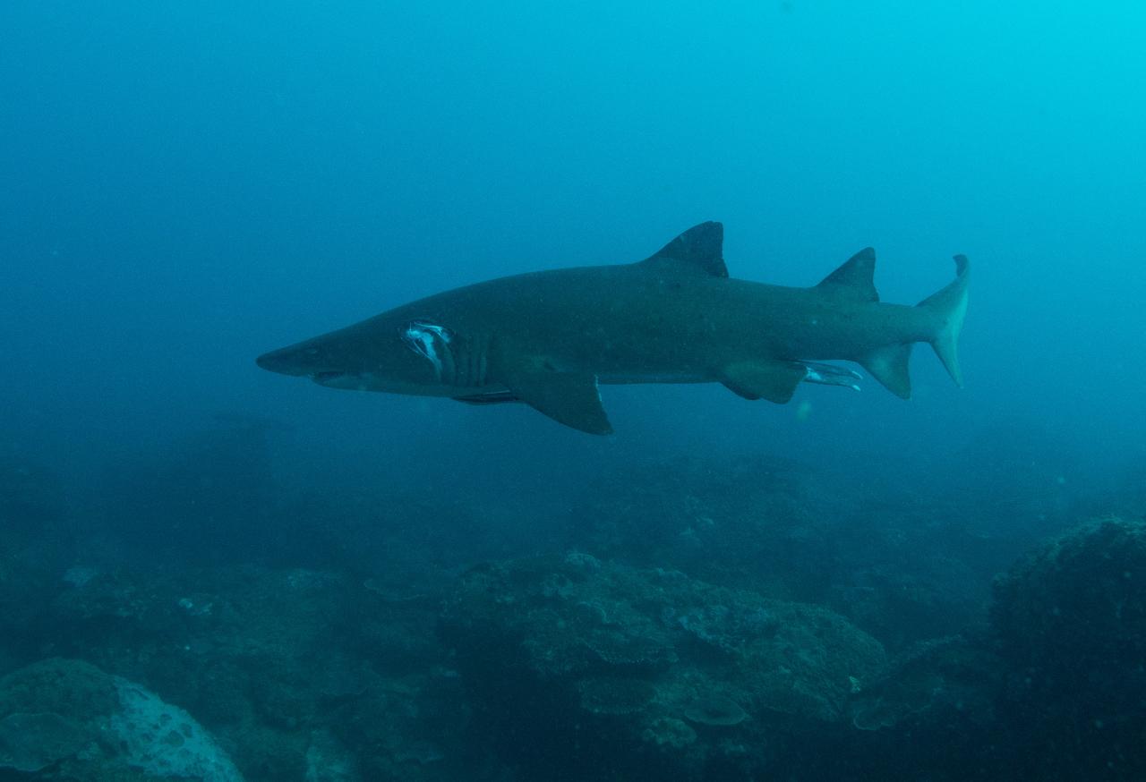 Double Dive: Grey Nurse Shark Dive (max 18m) - MID-WEEK - Scuba World ...