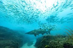 3 dive day: 2 x Cherubs Cave, 1 x Henderson Rock