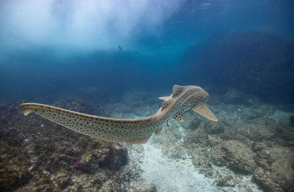 Double Dive: Barwon Banks (ADVANCED DIVERS ONLY)
